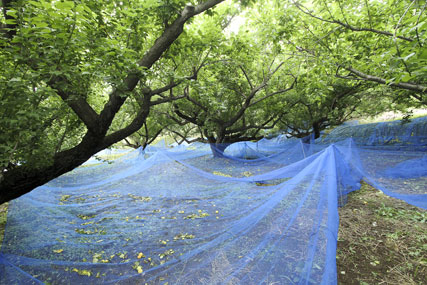 完熟梅のネット収穫